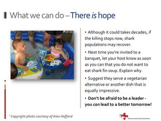   Every year, sharks cause fewer deaths than lightening, dogs, deer or falling coconuts.