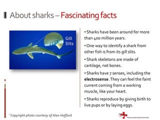 About sharks – Fascinating facts Sharks have been around for more than 400 million years.