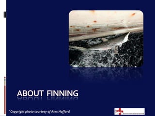  Shark skeletons are made of cartilage, not bones. 