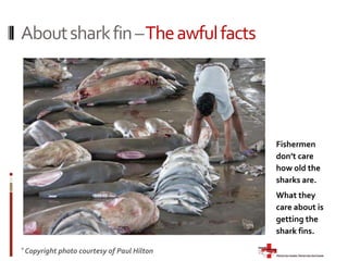 About sharks – Fascinating factsSharks are crucial for bringing balance to the oceans.