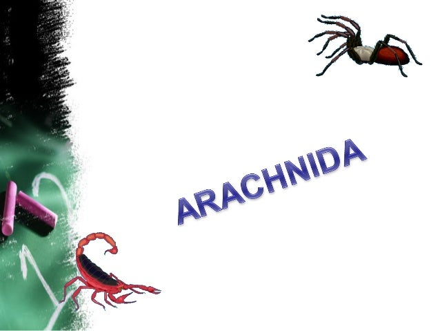 Arthropoda