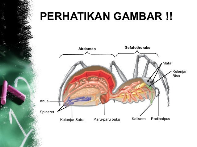 Arthropoda