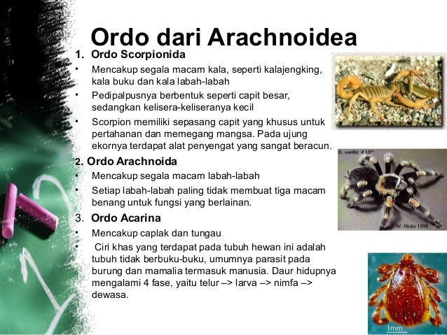 Arthropoda Arthropoda