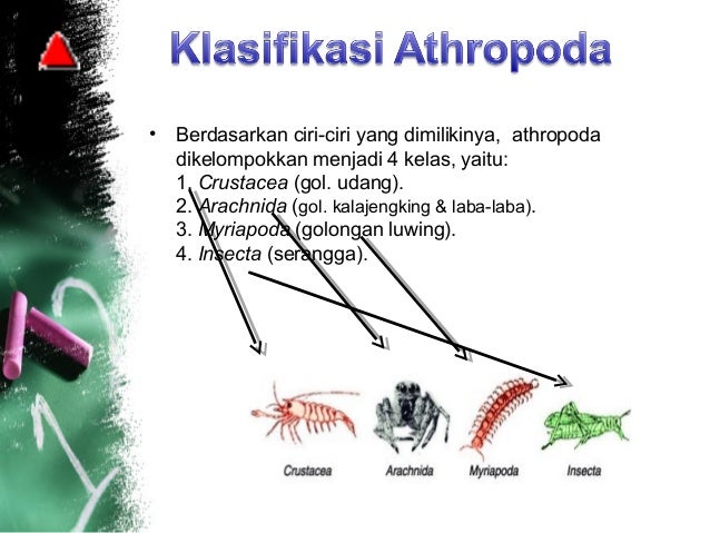 Arthropoda