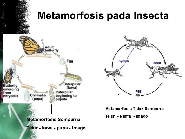 Arthropoda Arthropoda