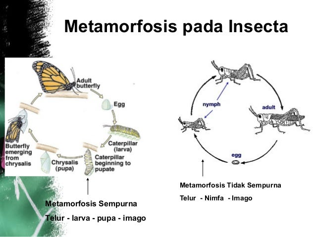 Arthropoda