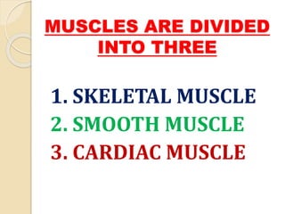 MUSCLES ARE DIVIDED
INTO THREE
1. SKELETAL MUSCLE
2. SMOOTH MUSCLE
3. CARDIAC MUSCLE
 