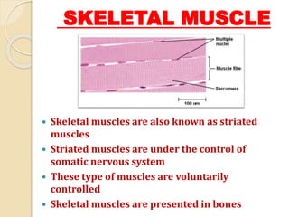 SKELETAL MUSCLE
 Skeletal muscles are also known as striated
muscles
 Striated muscles are under the control of
somatic nervous system
 These type of muscles are voluntarily
controlled
 Skeletal muscles are presented in bones
 