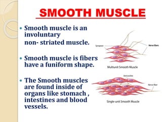 SMOOTH MUSCLE
 Smooth muscle is an
involuntary
non- striated muscle.
 Smooth muscle is fibers
have a funiform shape.
 The Smooth muscles
are found inside of
organs like stomach ,
intestines and blood
vessels.
 