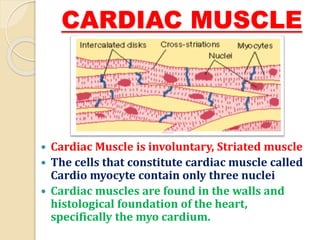 CARDIAC MUSCLE
 Cardiac Muscle is involuntary, Striated muscle
 The cells that constitute cardiac muscle called
Cardio myocyte contain only three nuclei
 Cardiac muscles are found in the walls and
histological foundation of the heart,
specifically the myo cardium.
 