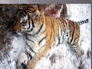 A TIGER IN THE HOUSE class 7 