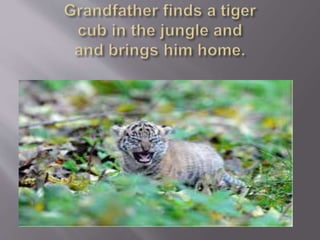 A TIGER IN THE HOUSE class 7 