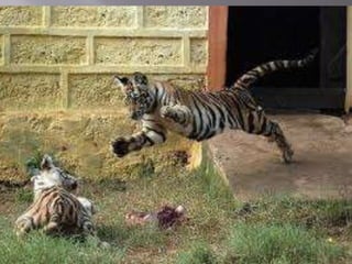 A TIGER IN THE HOUSE class 7 