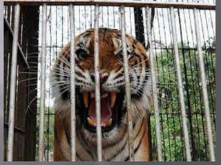 A TIGER IN THE HOUSE class 7 