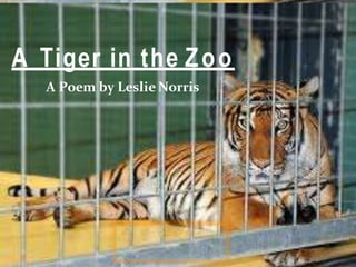 A Tiger in the Zoo
A Poem by Leslie Norris
 