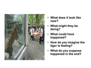 ● What does it look like
now?
● What might they be
doing?
● What could have
happened?
● How do you imagine the
tiger is feeling?
● What do you suppose
happened in the end?
 