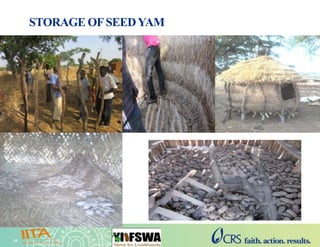 Yam Improvement for Income and Food Security in West Africa (YIIFSWA ...