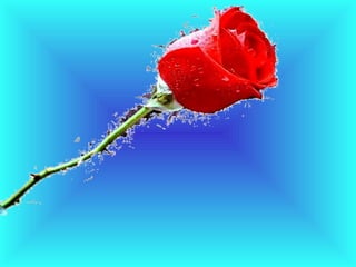 Atire a primeira_flor