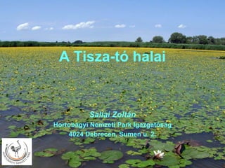 A Tisza-tó halai


          Sallai Zoltán
Hortobágyi Nemzeti Park Igazgatóság
    4024 Debrecen, Sumen u. 2.
 