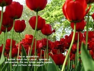 Se os pessimistas tentam induzi-los a parar, ignoram e perseveram. Em seu íntimo existe apenas uma certeza vão conseguir!   