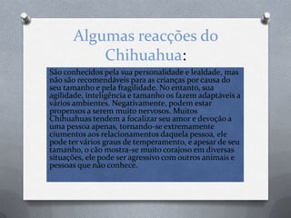 Algumas reacções do Chihuahua:São conhecidos pela sua personalidade e lealdade, mas não são recomendáveis para as crianças por causa do seu tamanho e pela fragilidade. No entanto, sua agilidade, inteligência e tamanho os fazem adaptáveis a vários ambientes. Negativamente, podem estar propensos a serem muito nervosos. Muitos Chihuahuastendem a focalizar seu amor e devoção a uma pessoa apenas, tornando-se extremamente ciumentos aos relacionamentos daquela pessoa, ele pode ter vários graus de temperamento, e apesar de seu tamanho, o cão mostra-se muito corajoso em diversas situações, ele pode ser agressivo com outros animais e pessoas que não conhece.