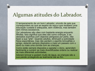 Algumas atitudes do Labrador.Otemperamento de um bom Labrador, oriundo de pais que correspondem ao que se espera da raça e que recebem uma educação cuidada e adequada, sem violência, mas também sem mimos excessivos.Os Labradores são cães com bastante energia enquanto filhotes. Isso significa que eles são como crianças, e se deixados sozinhos com objectos perigosos por perto, irão fazer a sua "arte". Quando adultos, diminuem a actividade física espontânea, mas não perdem o espírito brincalhão e amigo, estando sempre dispostos a mais um passeio com o dono ou mais uma corrida com as crianças.Como estão sempre dispostos a agradar o dono, aprendem facilmente a cumprir as mais diversificadas ordens ou realizar as mais diferentes actividades.Adoram brincar e gostam muito de água, as crianças são a sua paixão protegendo-as lealmente até ao fim.