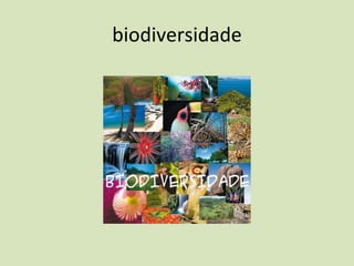 biodiversidade 