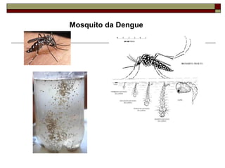 Mosquito da Dengue 
