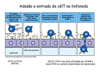 Adesão e entrada de célT no linfonodo
CCL21 ou CCL19
(MIP3b)
CCL21: LFA1 com mais afinidade por ICAM e
mais LFA1 no contato (mobilidade da membrana)
CCR7
 