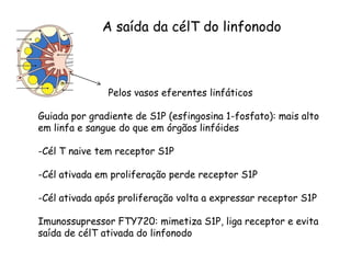 Pelos vasos eferentes linfáticos
Guiada por gradiente de S1P (esfingosina 1-fosfato): mais alto
em linfa e sangue do que em órgãos linfóides
-Cél T naive tem receptor S1P
-Cél ativada em proliferação perde receptor S1P
-Cél ativada após proliferação volta a expressar receptor S1P
Imunossupressor FTY720: mimetiza S1P, liga receptor e evita
saída de célT ativada do linfonodo
A saída da célT do linfonodo
 