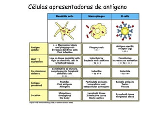 Células apresentadoras de antígeno
II
 