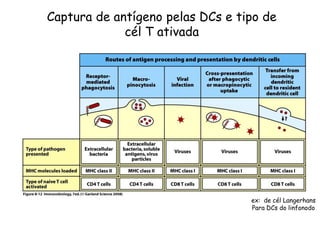Captura de antígeno pelas DCs e tipo de
cél T ativada
ex: de cél Langerhans
Para DCs do linfonodo
 