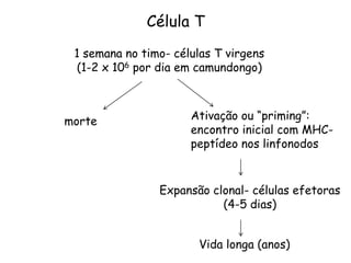 Célula T
1 semana no timo- células T virgens
(1-2 x 106 por dia em camundongo)
morte Ativação ou “priming”:
encontro inicial com MHC-
peptídeo nos linfonodos
Vida longa (anos)
Expansão clonal- células efetoras
(4-5 dias)
 