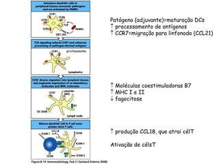 Patógeno (adjuvante)=maturação DCs
 processamento de antígenos
 CCR7=migração para linfonodo (CCL21)
 Moléculas coestimuladoras B7
 MHC I e II
 fagocitose
 produção CCL18, que atrai célT
Ativação de célsT
proteassomo
 