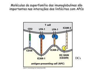 Moléculas da superfamília das imunoglobulinas são
importantes nas interações dos linfócitos com APCs
DCs
 