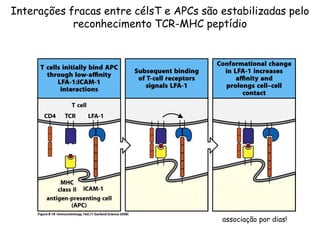 Interações fracas entre célsT e APCs são estabilizadas pelo
reconhecimento TCR-MHC peptídio
associação por dias!
 