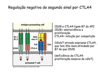 Regulação negativa do segundo sinal por CTLA4
CD28 e CTLA4 ligam B7 da APC
CD28= sobrevivência e
proliferação
CTLA4= inibição por competição
CélulaT ativada expressa CTLA4,
que tem 20x mais afinidade por
B7 do que CD28
(deficiência de CTLA4:
proliferação massiva de célsT)
 