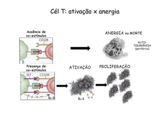 Cél T: ativação x anergia
AUTO-
TOLERÂNCIA
(periférica)
ou MORTE
 
