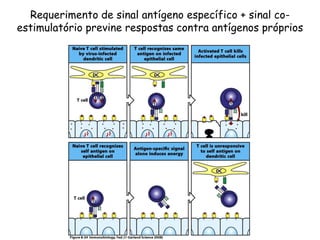 Requerimento de sinal antígeno específico + sinal co-
estimulatório previne respostas contra antígenos próprios
 