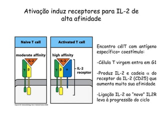Ativação induz receptores para IL-2 de
alta afinidade
Encontro célT com antígeno
específico+ coestímulo:
-Célula T virgem entra em G1
-Produz IL-2 e cadeia a do
receptor da IL-2 (CD25) que
aumenta muito sua afinidade
-Ligação IL-2 ao “novo” IL2R
leva à progressão do ciclo
 