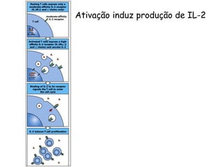 Ativação induz produção de IL-2
 
