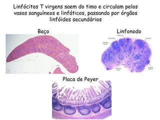 Linfócitos T virgens saem do timo e circulam pelos
vasos sanguíneos e linfáticos, passando por órgãos
linfóides secundários
Baço Linfonodo
Placa de Peyer
 