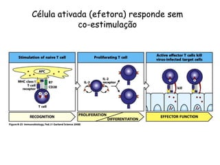 Célula ativada (efetora) responde sem
co-estimulação
 