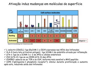  L-selectin (CD62L): liga GlyCAM-1 e CD34 expressas nas HEVs dos linfonodos
 VLA-4 (very late activation antigen): liga VCAM-1 de endotélio ativado por inflamação
 LFA-1: liga-se a ICAM-1 e -2 de APCs e células endoteliais
 CD2 (LFA-2): liga-se ao CD58 (LFA-3) das APCs
 CD45RO: associa-se ao TCR e ao CD4, isoforma mais sensível a MHC:peptídio
 S1PR (“sphingosine-1 phosphate receptor”): diminui durante proliferação e aumenta
após esta, induzindo saída dos linfonodos
Ativação induz mudanças em moléculas de superfície
depois +
 