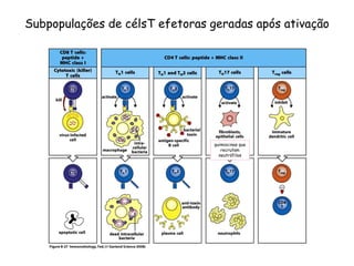 Subpopulações de célsT efetoras geradas após ativação
quimiocinas que
recrutam
neutrófilos
 