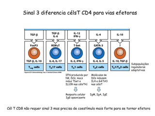 Sinal 3 diferencia célsT CD4 para vias efetoras
Cél T CD8 não requer sinal 3 mas precisa de coestímulo mais forte para se tornar efetora
IFN produzido por
NK, DCs, macs
induz Tbet e
IL12R nas célsTh1
Moléculas de
DCs induzem
IL4 e GATA3
nas célsT
Resposta celular
IgG opsonizante
IgM, IgA, IgE
Subpopulações
reguladoras
adaptativas
 