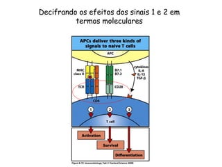 Decifrando os efeitos dos sinais 1 e 2 em
termos moleculares
 