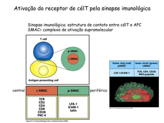 Ativação do receptor de célT pela sinapse imunológica
Sinapse imunológica: estrutura de contato entre célT e APC
SMAC= complexo de ativação supramolecular
central periférico
 