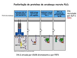 Itk:
recrutada
por SLP e
PIP3
Itk é ativada por CD28 diretamente e por PIP3
Fosforilação de proteínas de arcabouço recruta PLCg
Prots de arcabouço
 