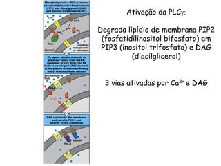 Ativação da PLCg:
Degrada lipídio de membrana PIP2
(fosfatidilinositol bifosfato) em
PIP3 (inositol trifosfato) e DAG
(diacilglicerol)
3 vias ativadas por Ca2+ e DAG
Ca2+
 